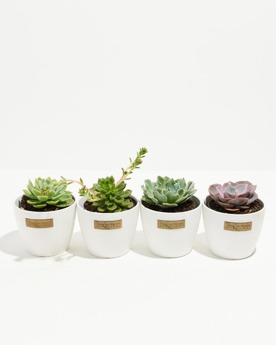 Motley Crew Echeveria mixed collection in clean white ceramic eco pots featuring varied leaf morphologies and natural color variations, easy-care compact succulents for bright windowsills.