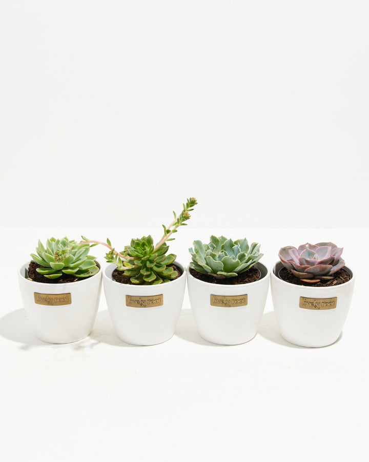 Motley Crew Echeveria mixed collection in clean white ceramic eco pots featuring varied leaf morphologies and natural color variations, easy-care compact succulents for bright windowsills.