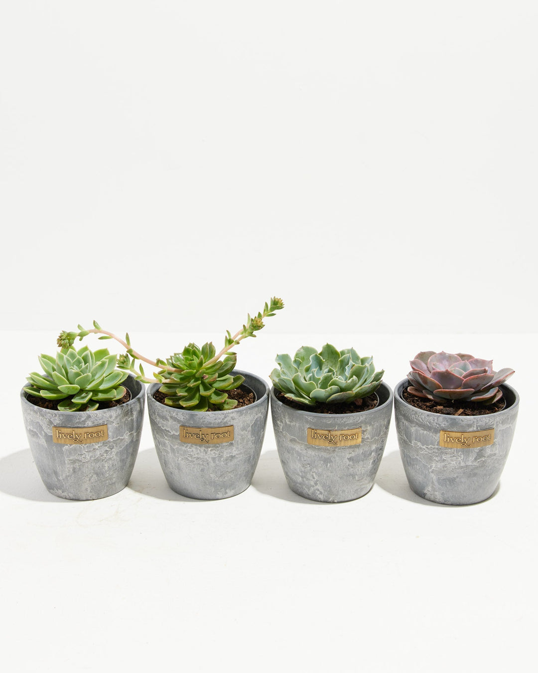 Four distinct Echeveria varieties in modern grey concrete-textured sustainable planters displaying diverse growth habits and coloring from lime-green to mauve, ideal succulent plant gift set.