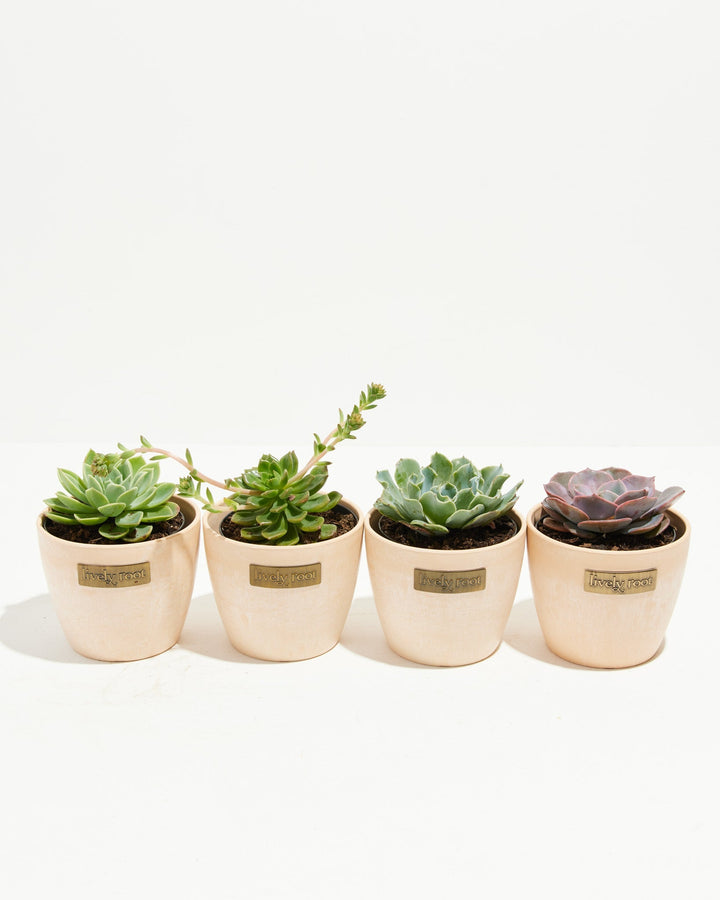 Echeveria succulent variety pack with mixed cultivars in pale cream eco-friendly planters, featuring trailing, clustered, wavy-leaved and pink-tinged rosette forms, low-care indoor succulents.