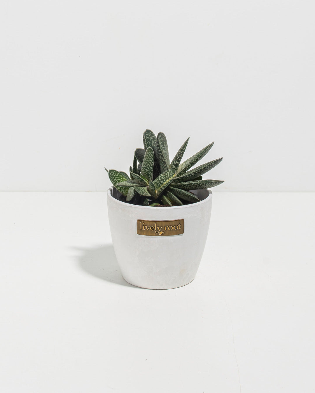Ox Tongue Succulent