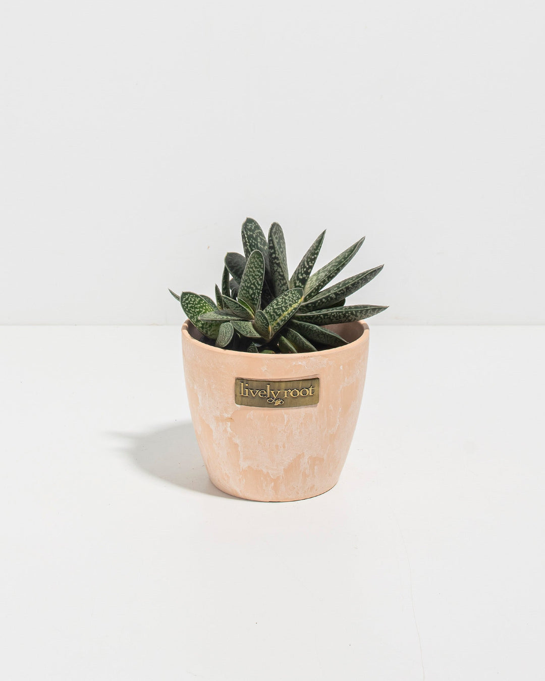Ox Tongue Succulent
