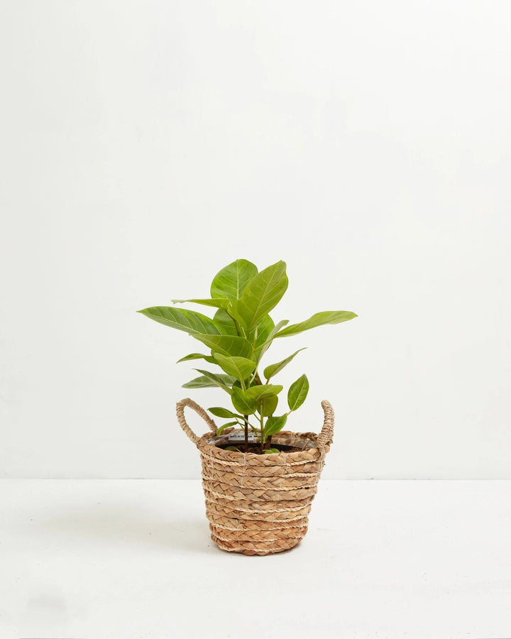 Ficus Yellow Gem Column