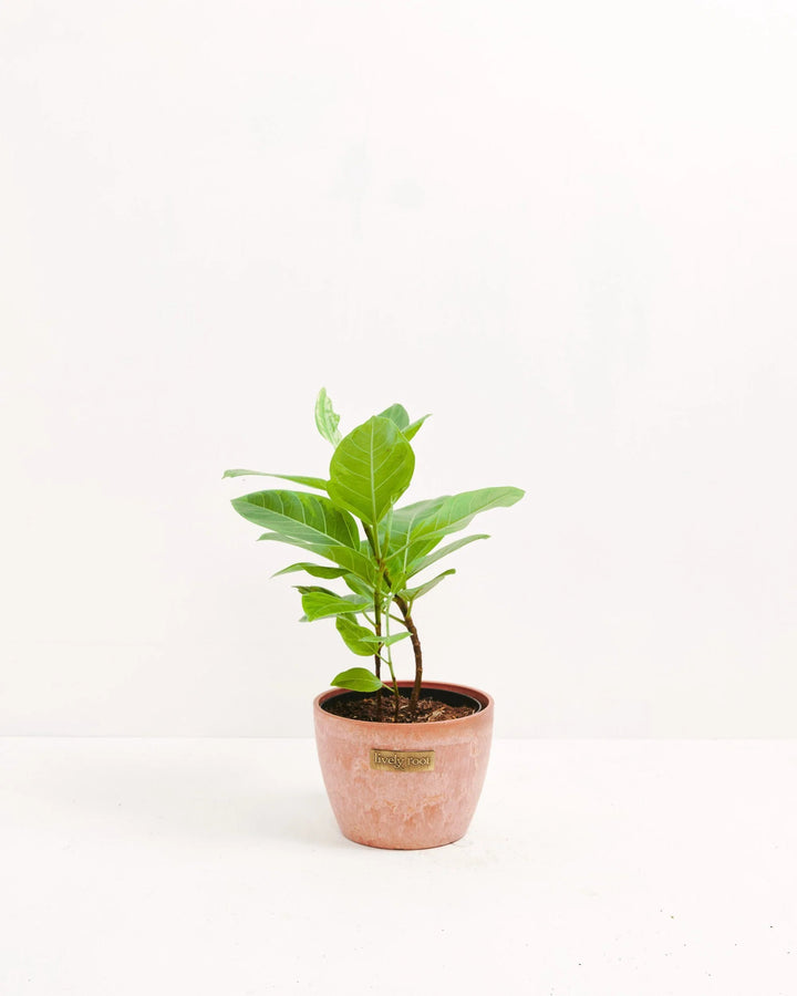 Ficus Yellow Gem Column