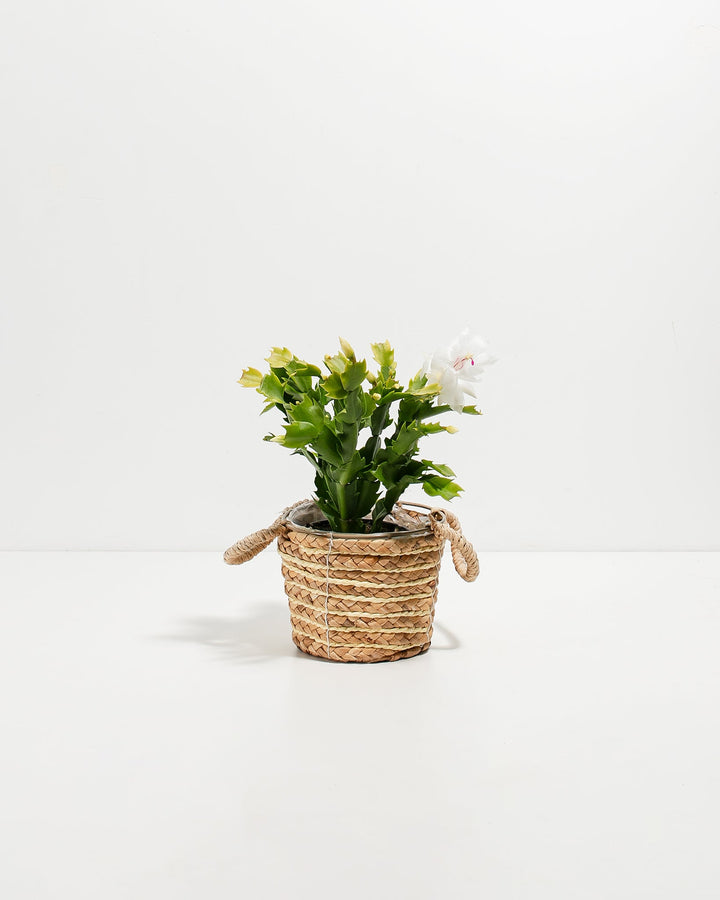 Petite four-inch Christmas cactus potted in textured natural woven basket showcasing delicate white flowers with distinctive curved magenta stamens. Compact holiday-season blooming cactus perfect for tabletop display, gift baskets, and seasonal home décor with easy-care trailing succulent appeal.