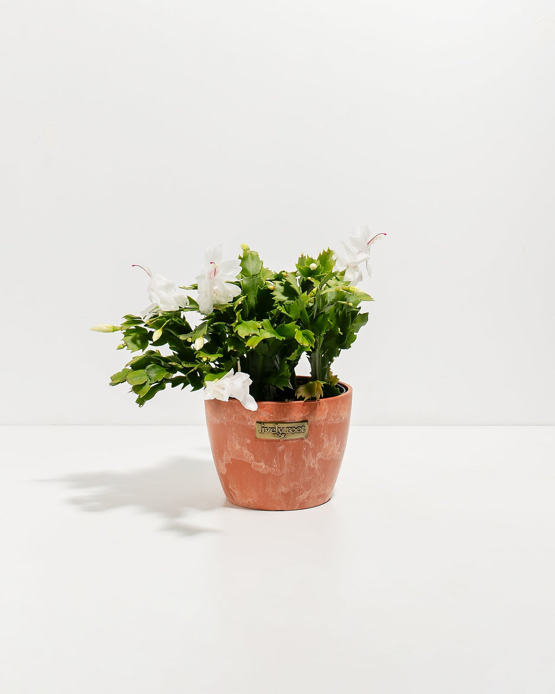 White Christmas cactus in warm terracotta-rust ceramic pot featuring abundant white ruffled flowers with magenta stamen details and jade-green segmented leaves. Seasonal blooming indoor cactus combining warm earthy ceramics with cool white holiday flowers.