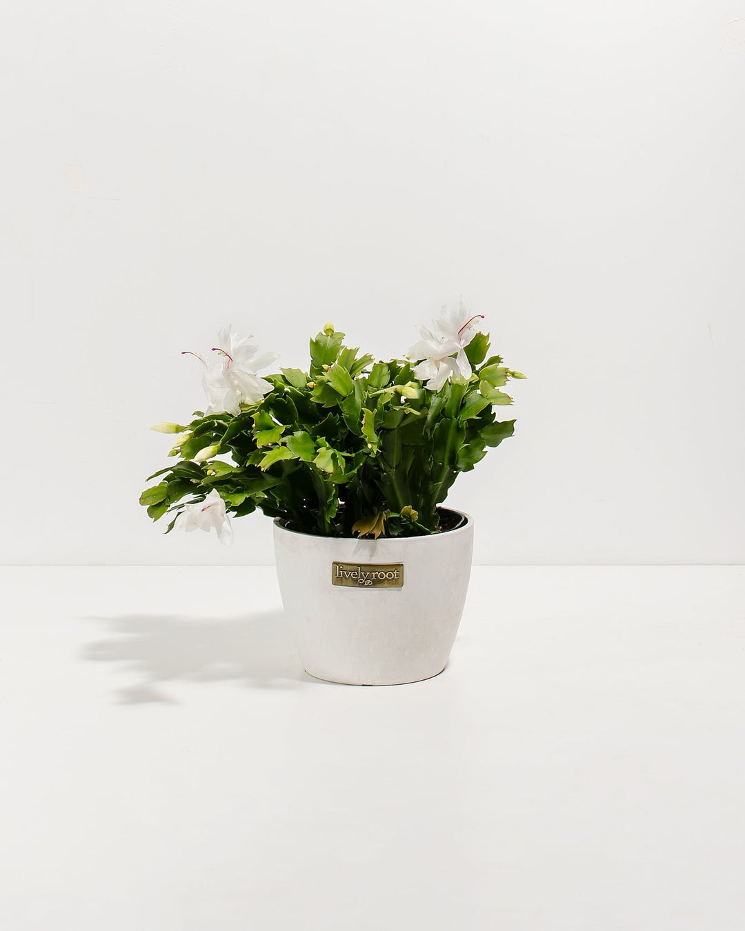 White Christmas cactus displayed in clean white ceramic pot with integrated drainage featuring fully-bloomed white flowers and multiple green buds in successive stages. Holiday-ready flowering succulent combining neutral white pot styling with striking white-and-pink seasonal flowers.