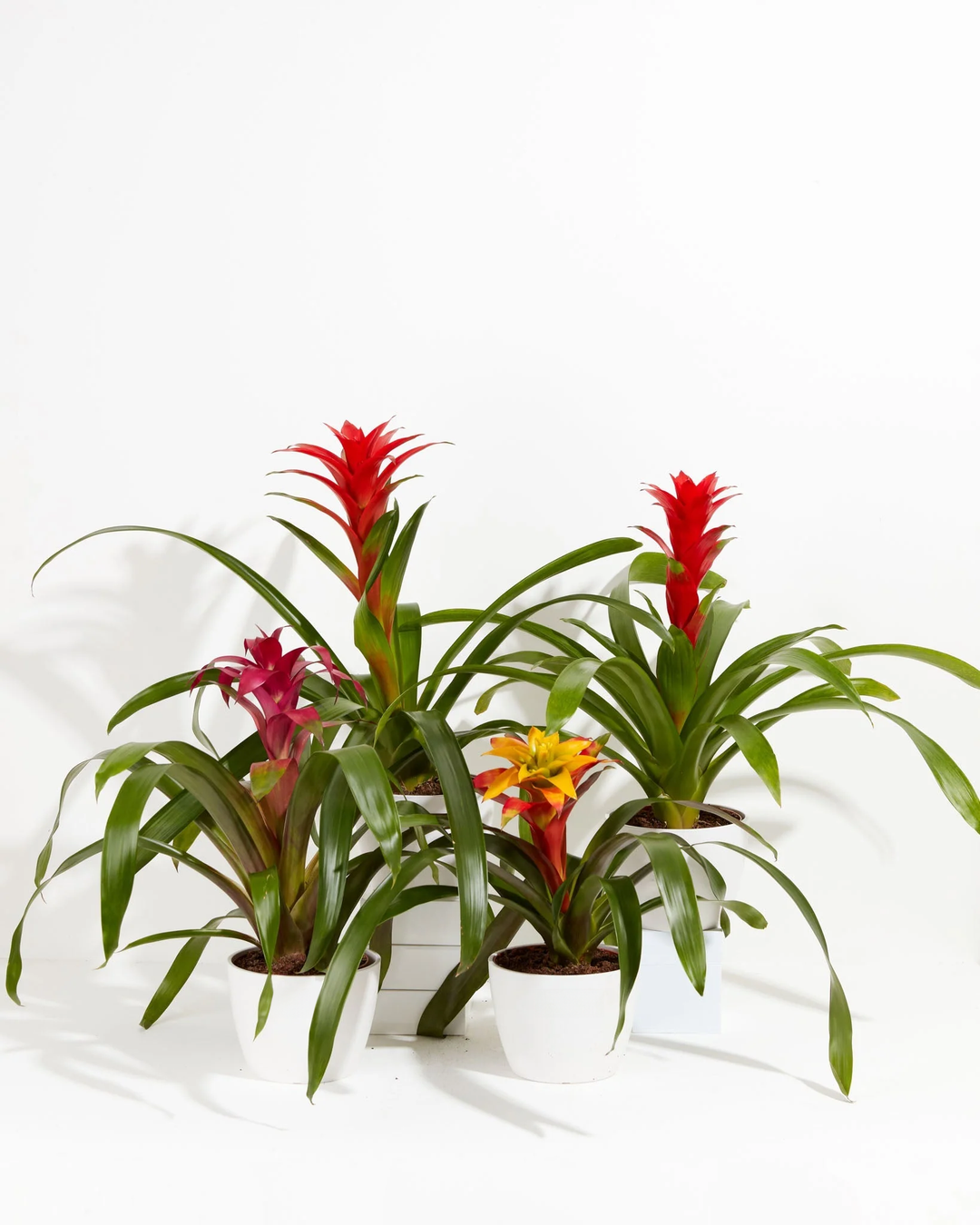 Four Guzmania Bromeliad plants in white ceramic pots displaying mixed red, pink, and yellow-orange flower spikes grouped together on a white background