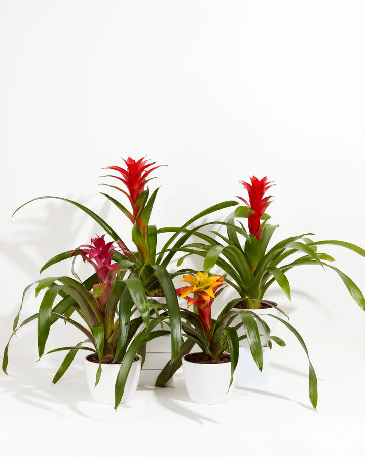 Four Guzmania Bromeliad plants in white ceramic pots displaying mixed red, pink, and yellow-orange flower spikes grouped together on a white background