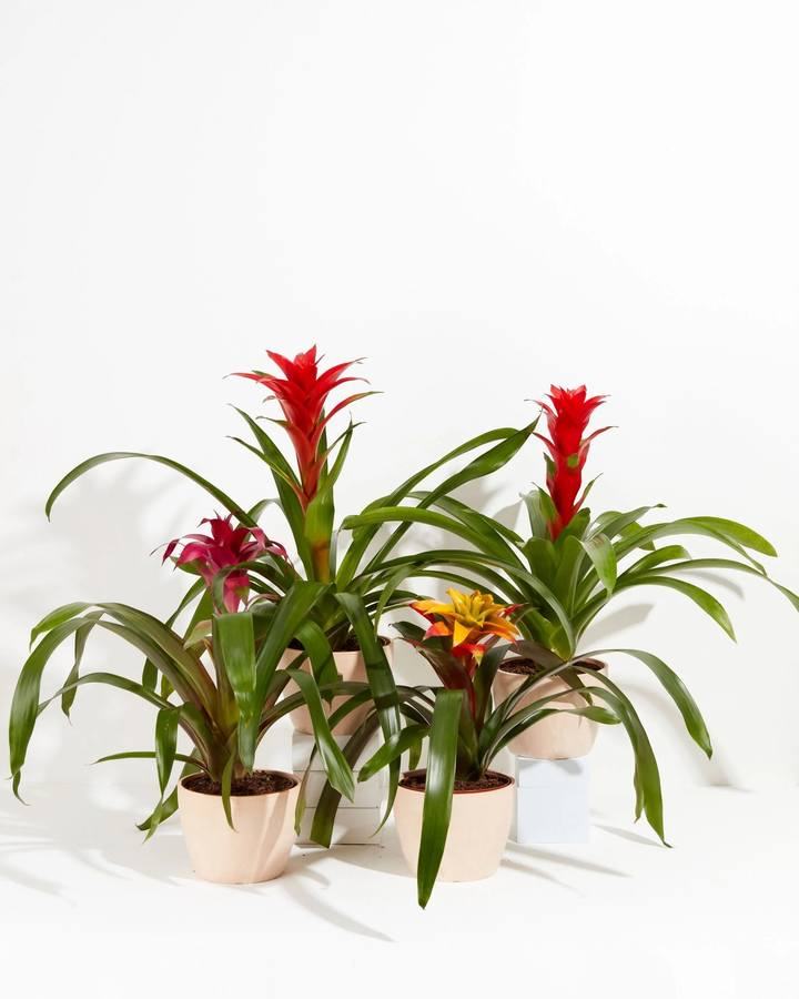 Guzmania Bromeliad bundle with red, pink, and yellow-orange tropical blooms in mixed blush pink and white decorative pots arranged on a white background