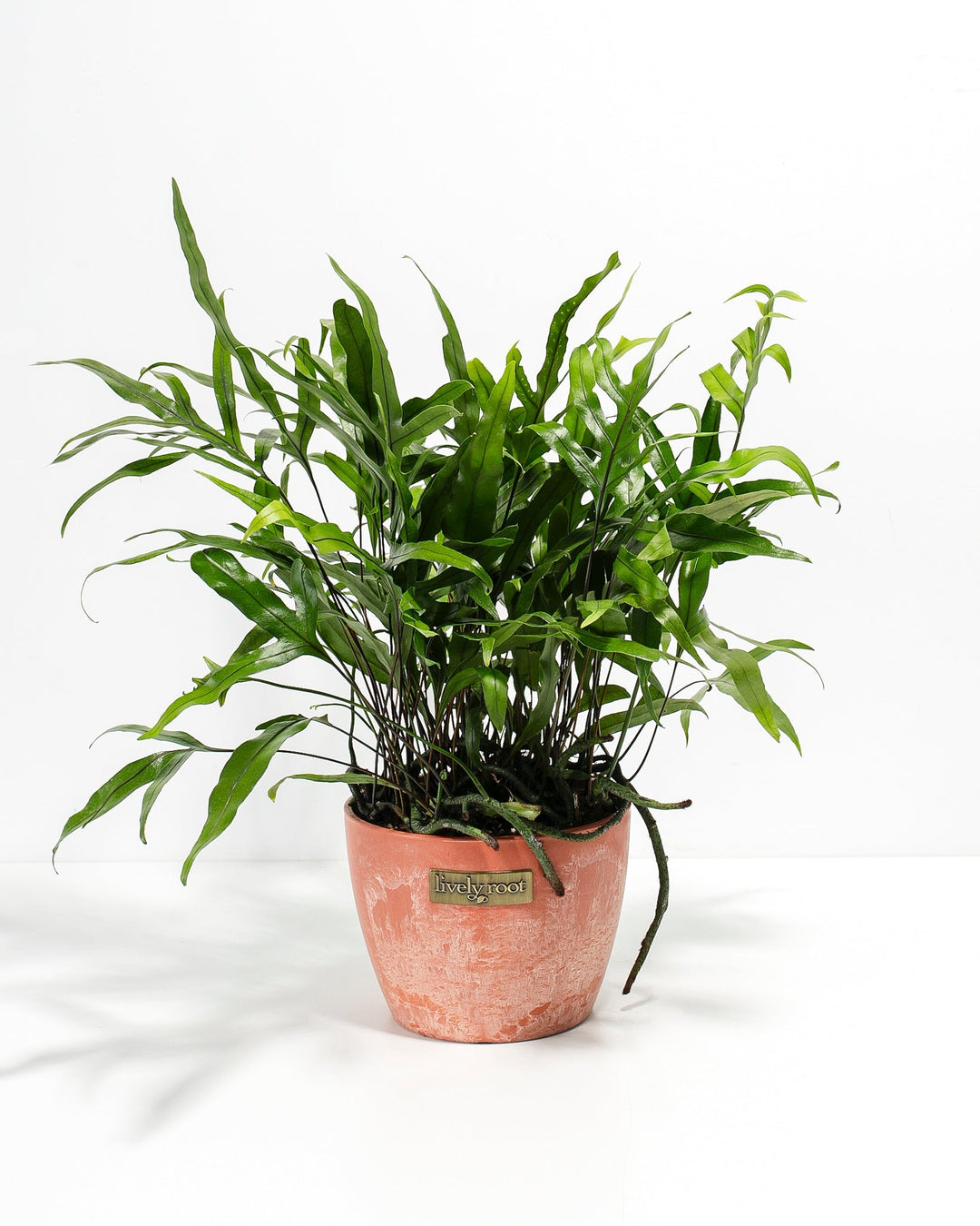 Kangaroo Fern