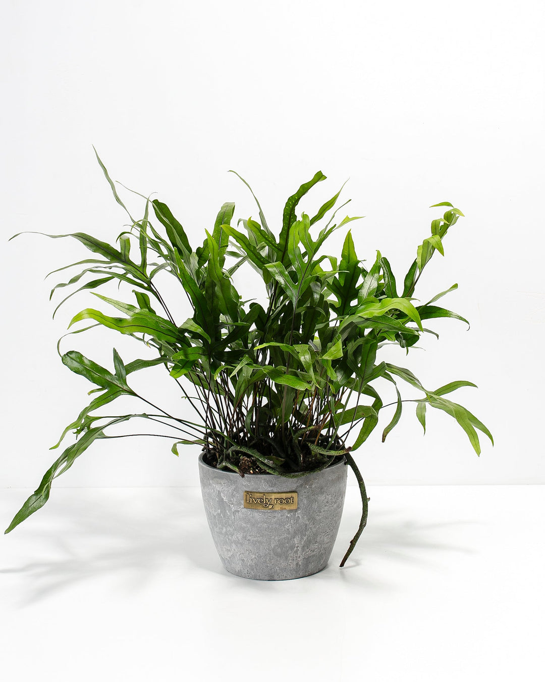 Kangaroo Fern