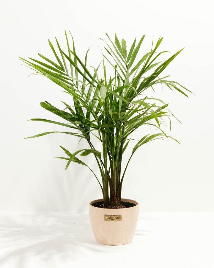 Majesty Palm