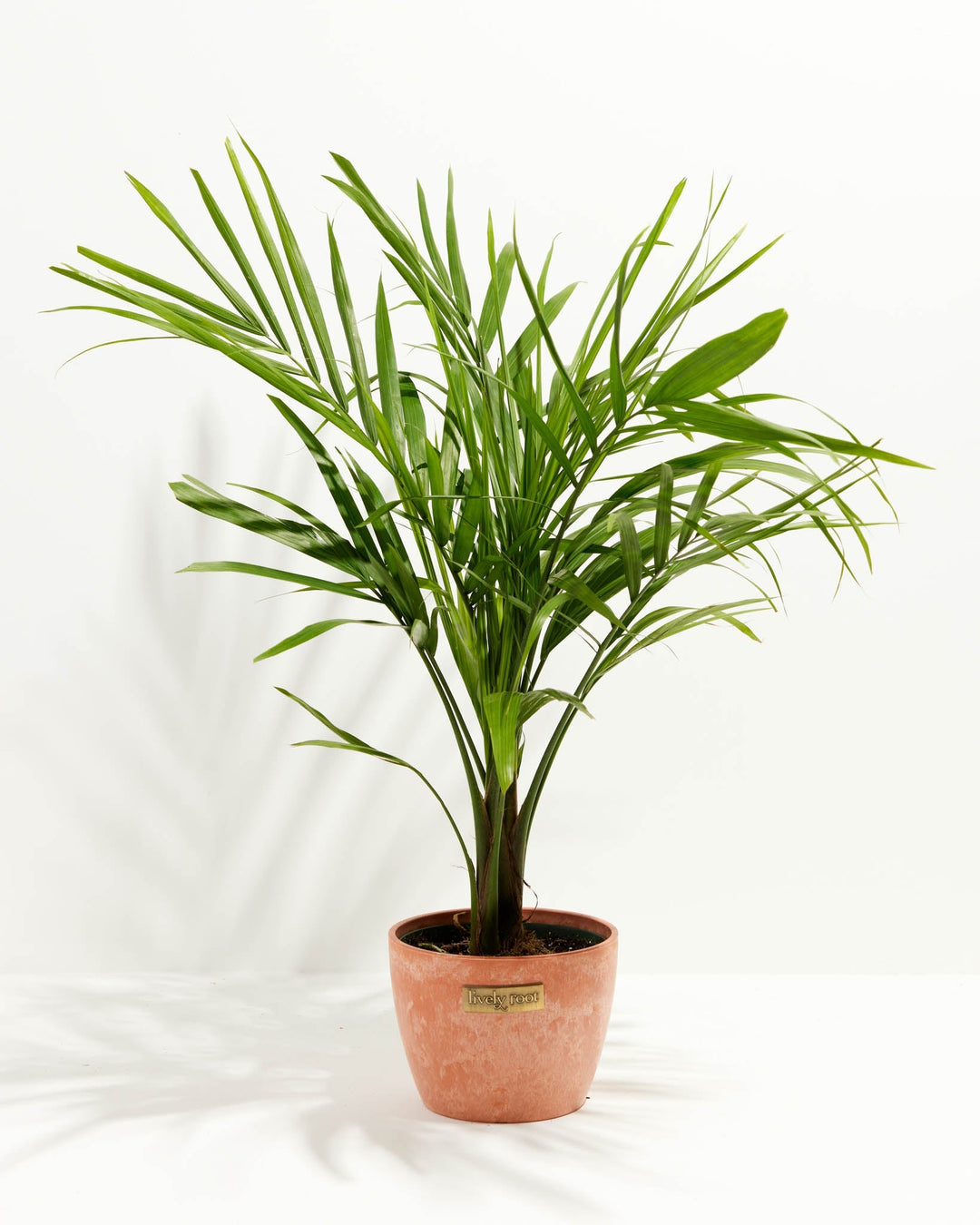 Majesty Palm