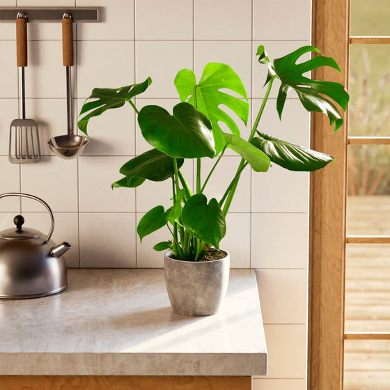 A Monstera Deliciosa with large, split green leaves in a gray stone-textured planter on a kitchen countertop next to a tea kettle and hanging utensils.