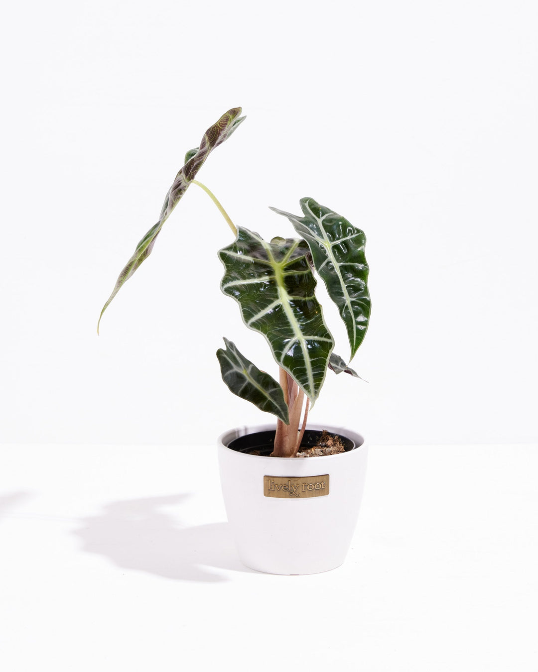 Alocasia Bambino