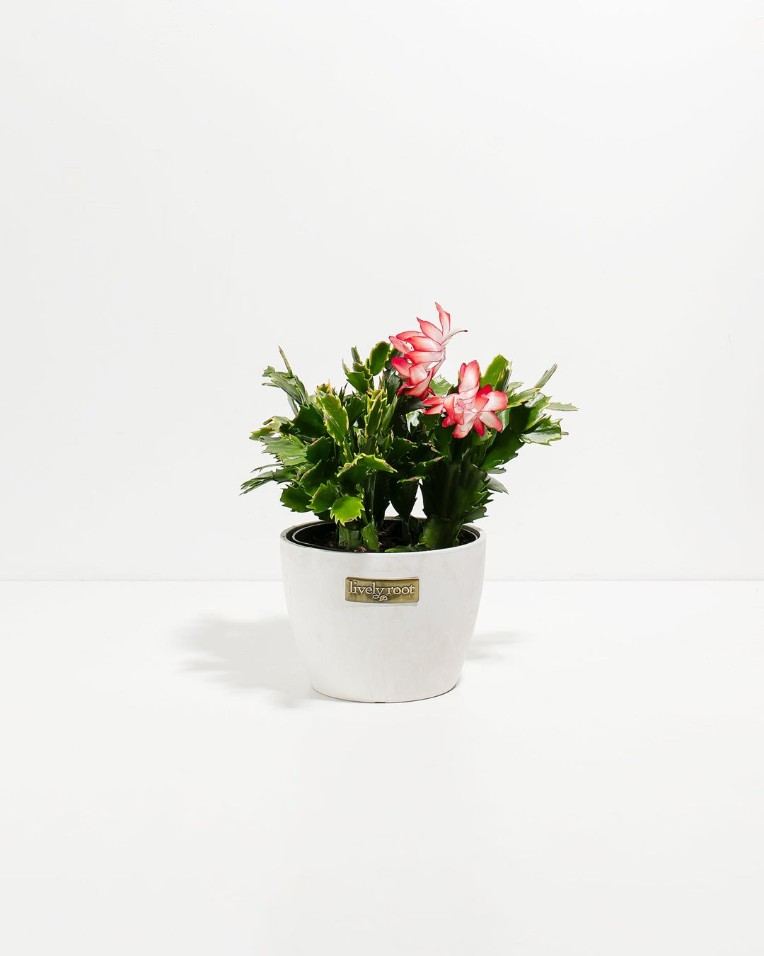 Red Christmas Cactus