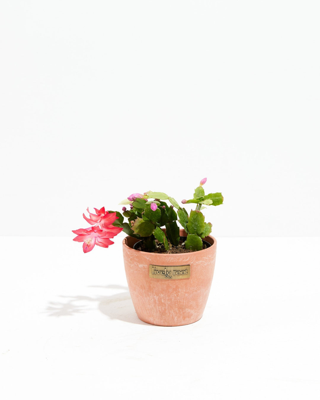 Red Christmas Cactus