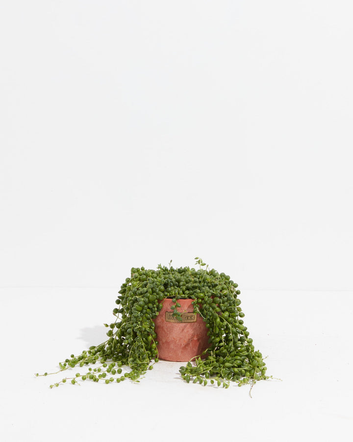 String of Tears