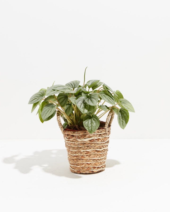 Peperomia Frost