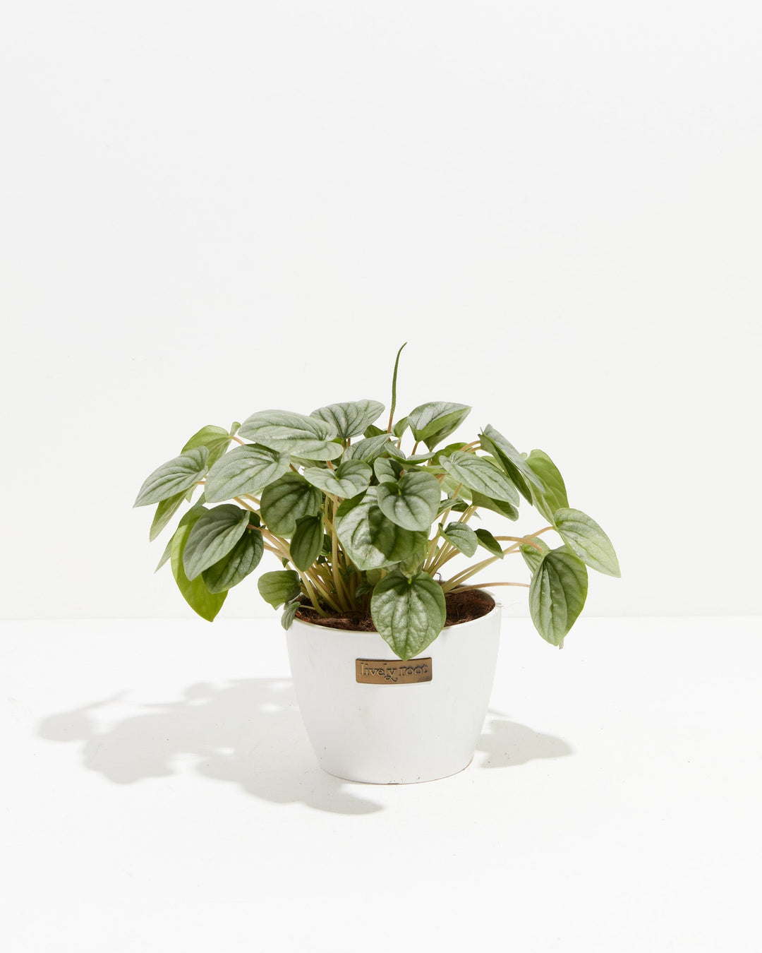 Peperomia Frost