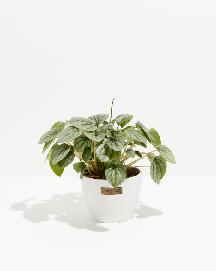 Peperomia Frost