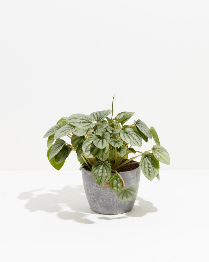 Peperomia Frost