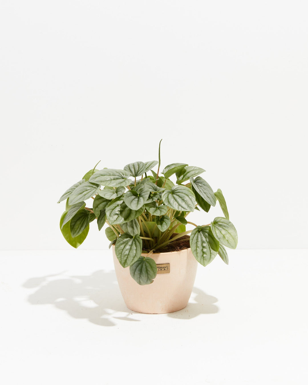 Peperomia Frost