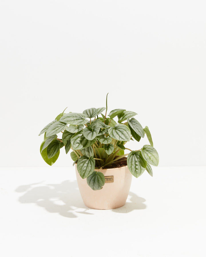 Peperomia Frost