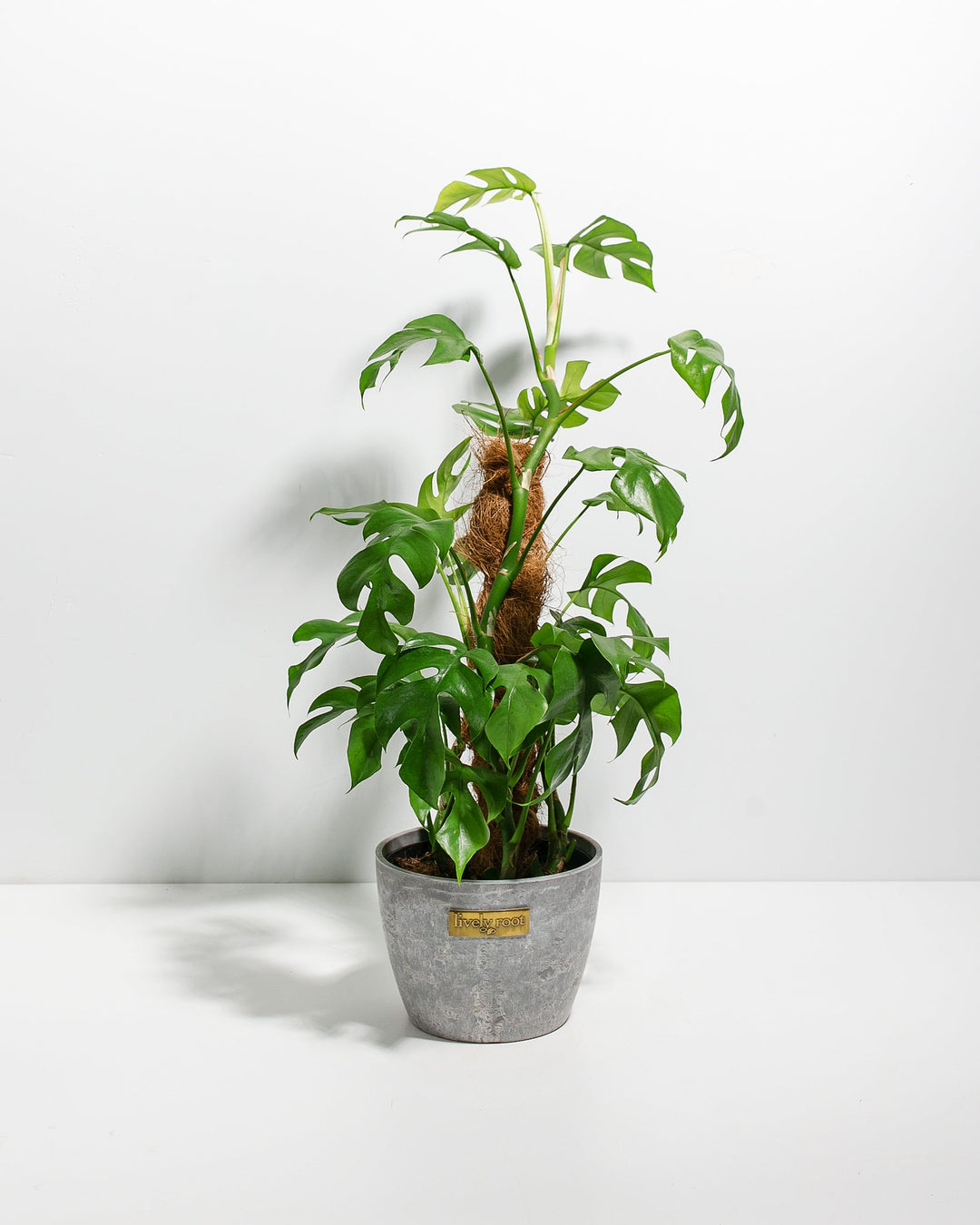 Philodendron Ginny with Totem