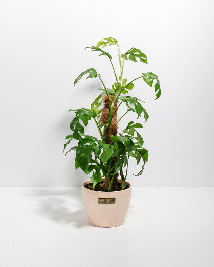 Philodendron Ginny with Totem