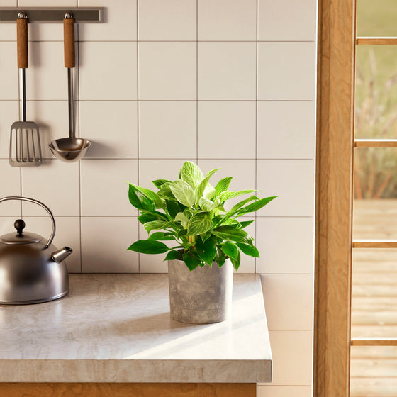 Small Philodendron Birkin (Philodendron 'Birkin') in a concrete gray pot with white-striped dark green foliage displayed on a kitchen countertop beside a silver kettle and hanging utensils.