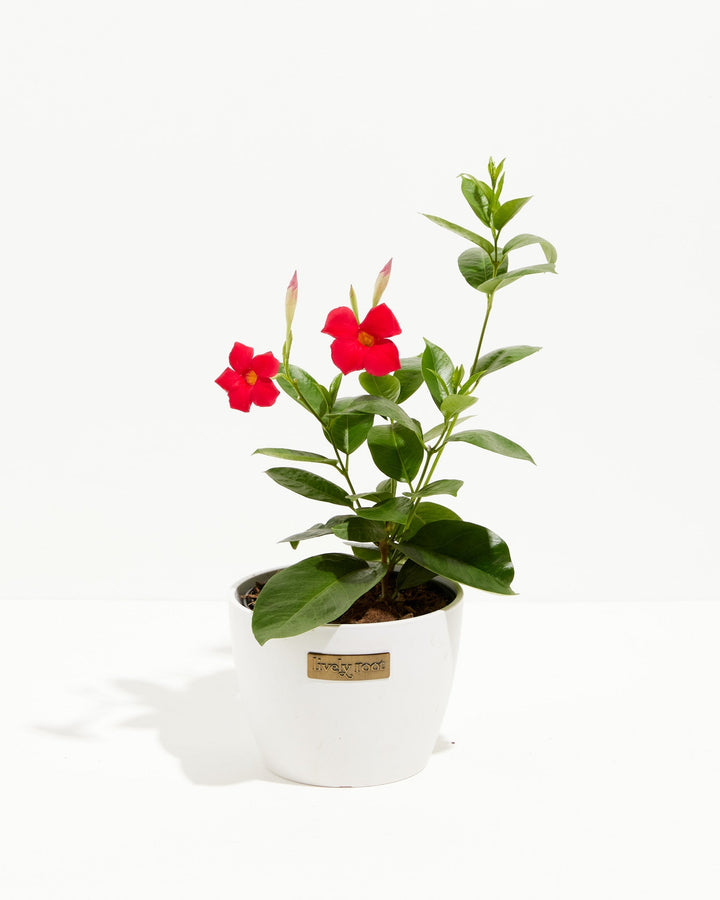 Mandevilla Red