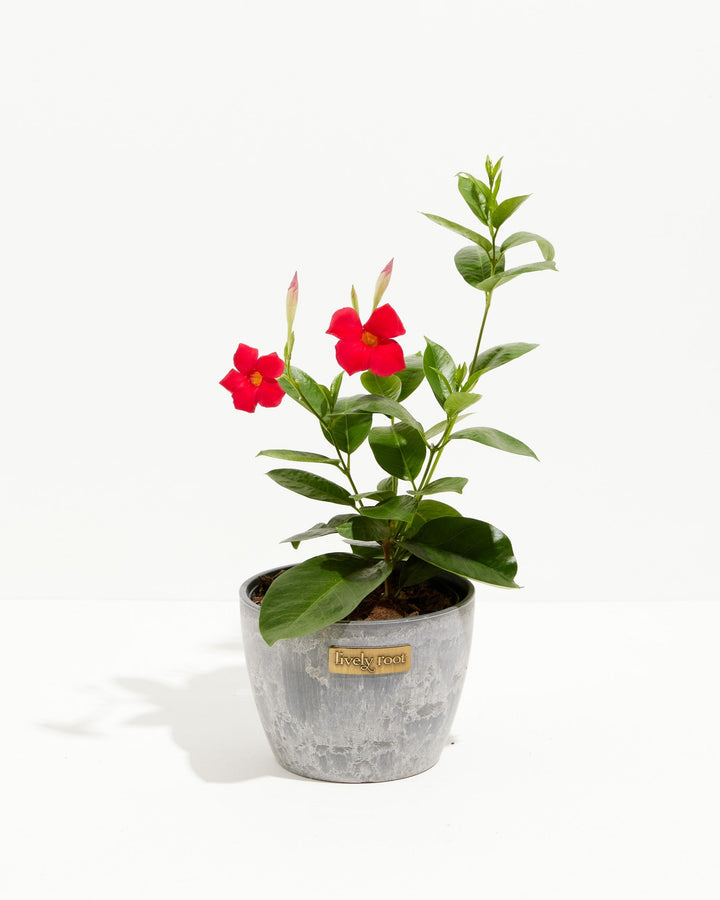 Mandevilla Red