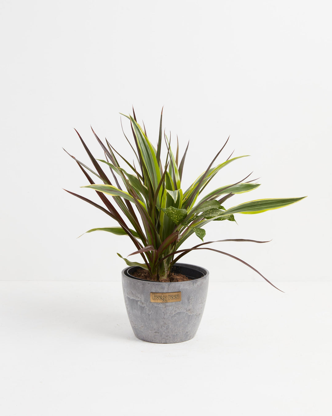 Black Leaf Dragon Tree Collection (Dracaena)