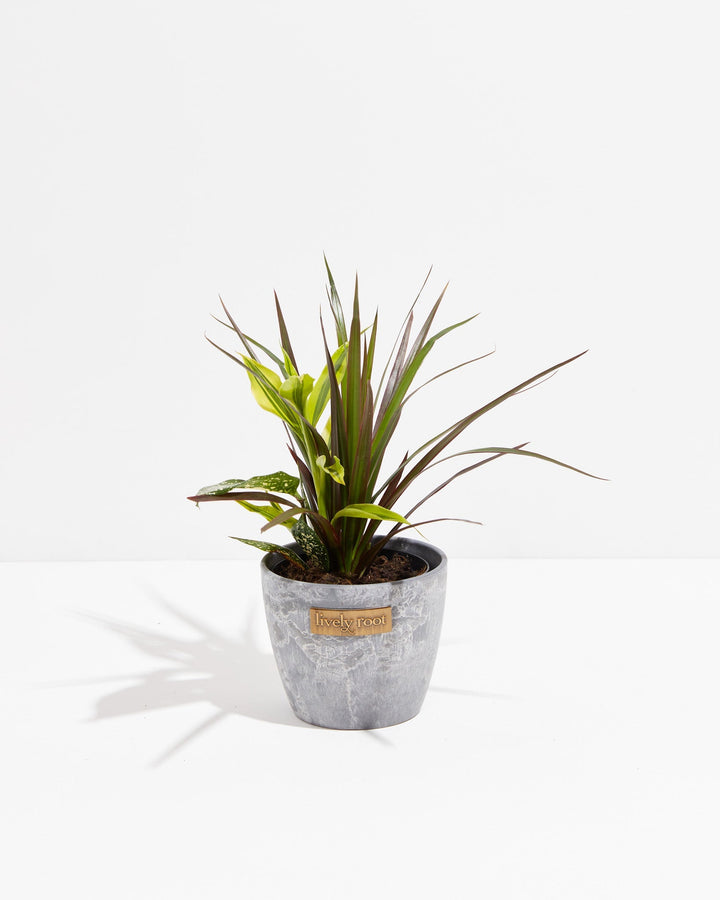 Black Leaf Dragon Tree Collection (Dracaena)