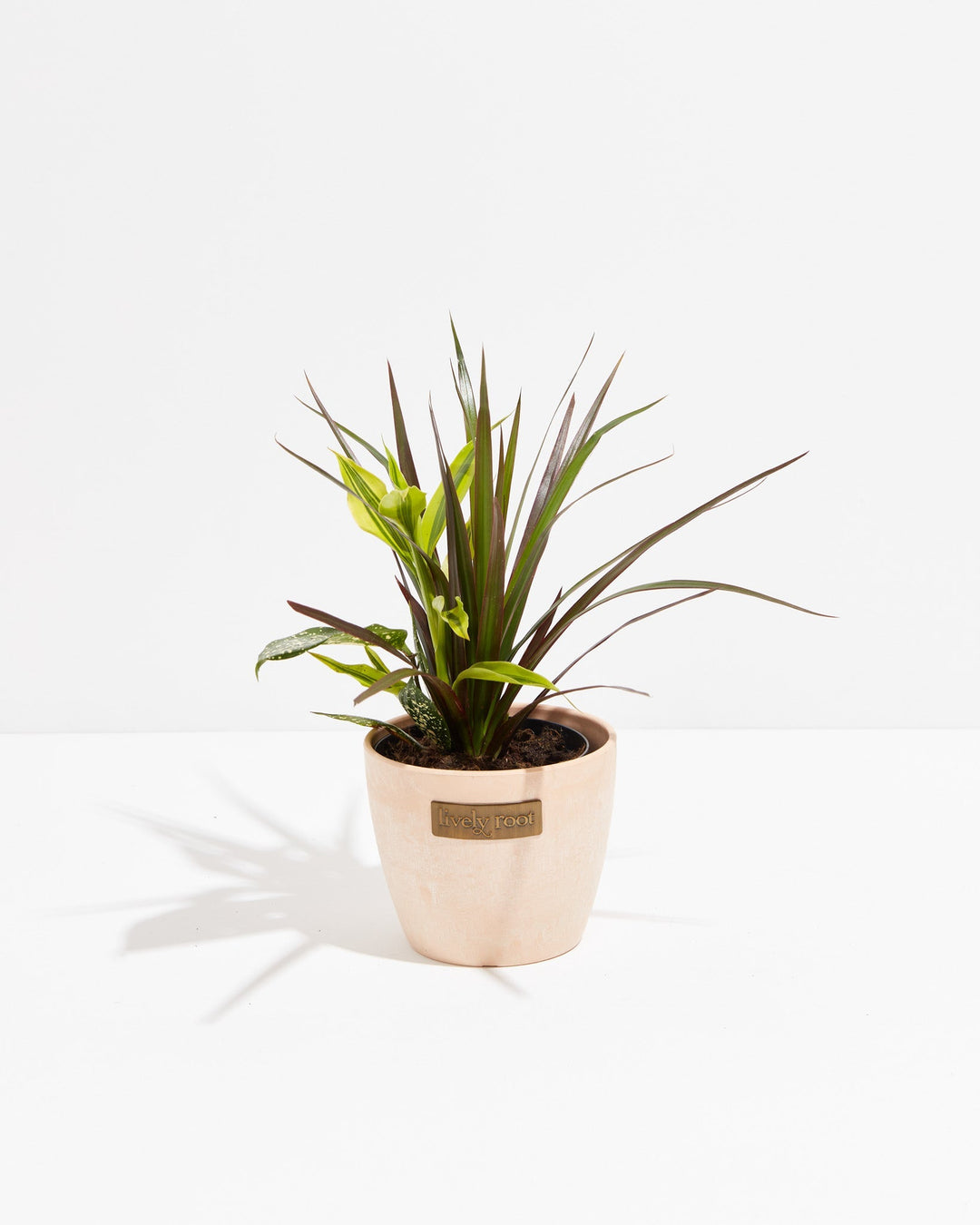Black Leaf Dragon Tree Collection (Dracaena)
