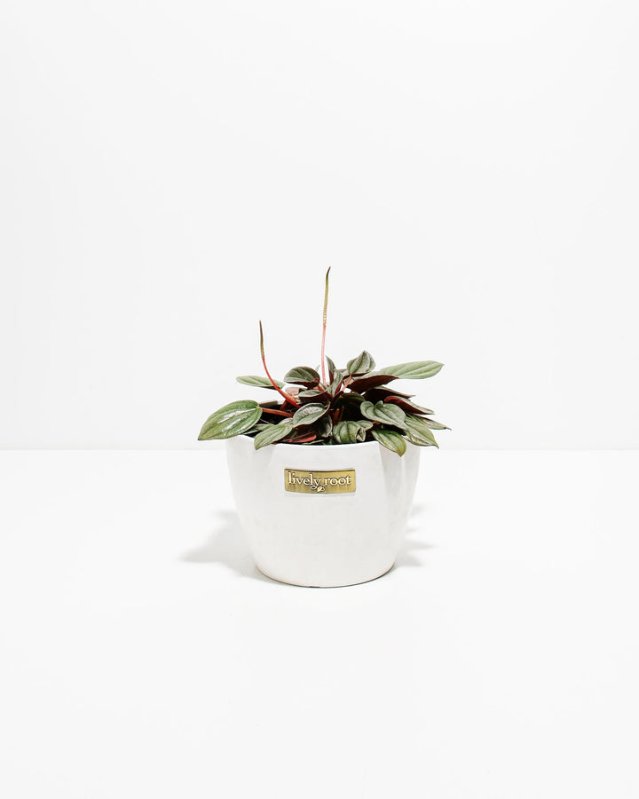 Peperomia Santorini in white ceramic pot, dense silvery-green foliage with burgundy undersides, Lively Root branded planter