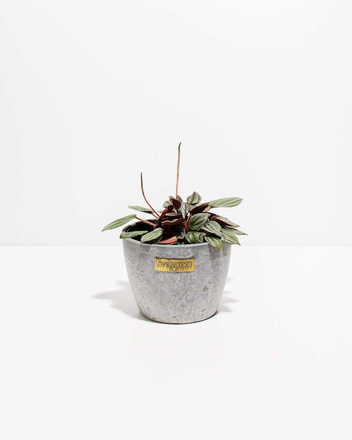 Peperomia Santorini small indoor plant in gray concrete planter with metallic Lively Root label, compact growth habit