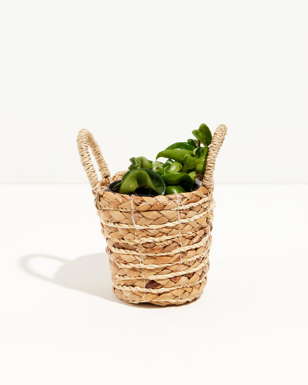 4" Hoya Rope Plant in a handled woven basket, perfect for a hanging display