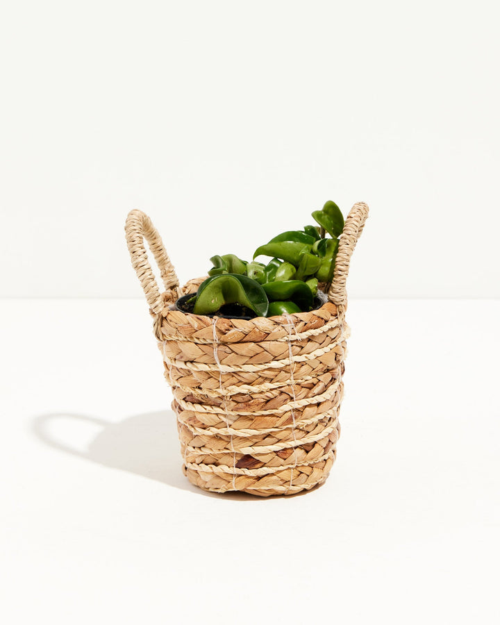 4" Hoya Rope Plant in a handled woven basket, perfect for a hanging display
