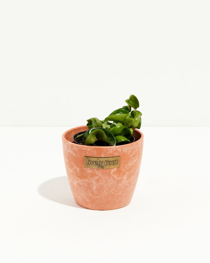 Young Hindu Rope Plant in a terracotta-finish pot with glossy dark green twisted leaves