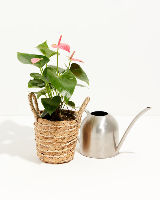 Pink Anthurium (Anthurium andraeanum) with pink waxy spathes and dark green heart-shaped leaves in woven seagrass basket with silver watering can