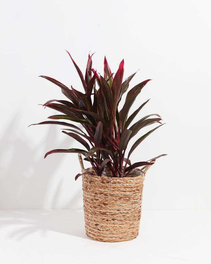 Hawaiian Ti Plant