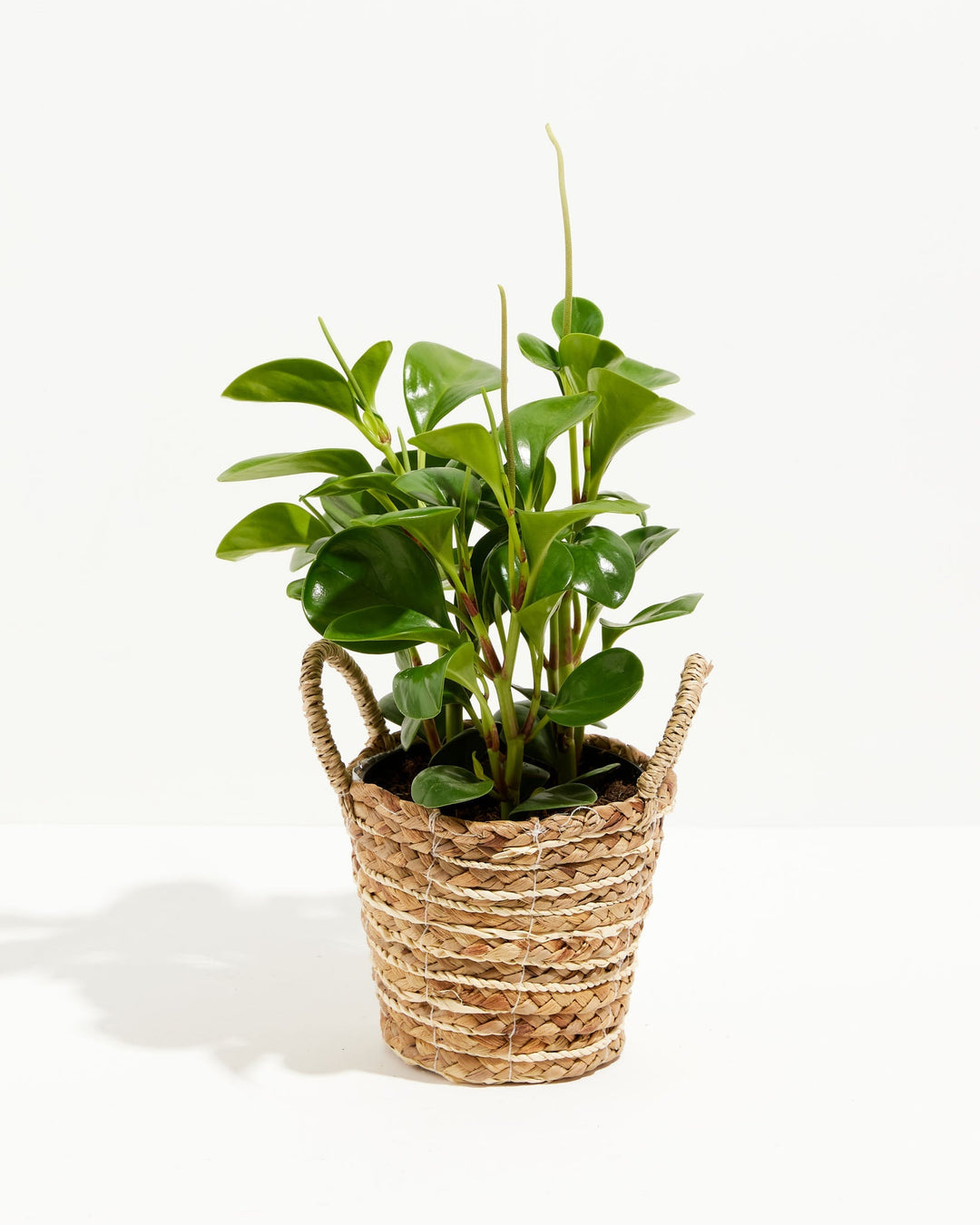A vibrant 6-inch Baby Rubber Plant (Peperomia obtusifolia) displaying thick, glossy, teardrop-shaped green leaves growing on sturdy stems. The plant features several narrow, upright green flower spikes stretching upwards from the foliage and is styled inside a woven beige and cream basket planter complete with two woven side handles, all set against a solid white background.