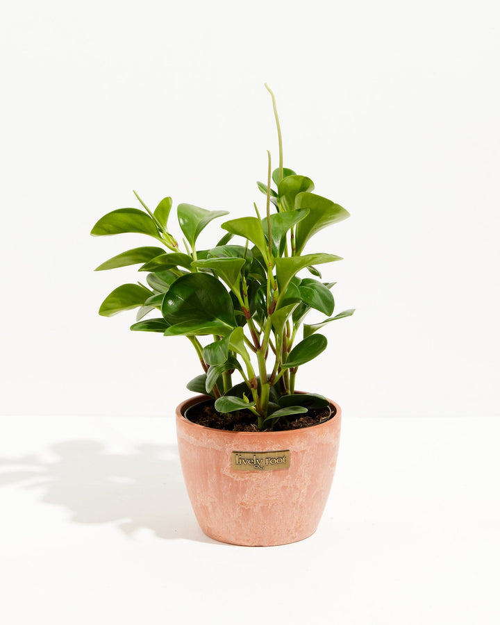 A vibrant 6-inch Baby Rubber Plant (Peperomia obtusifolia) displaying thick, glossy, teardrop-shaped green leaves. The plant features several narrow flower spikes stretching upwards from the foliage and is potted in a textured, terracotta-colored ceramic planter with a small, rectangular gold "Lively Root" brand plate on the front, all set against a solid white background.