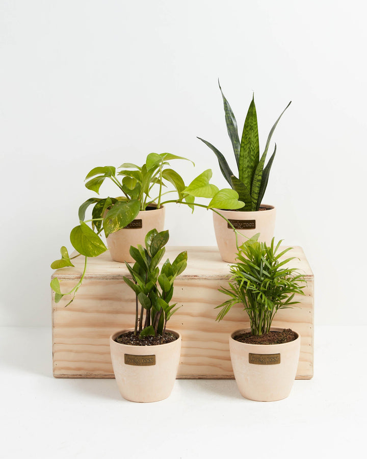 Easy Peasy Plant Collection featuring four beginner-friendly houseplants each in a round cream ceramic Lively Root branded pot including a trailing Pothos, upright Snake Plant, ZZ Plant, and Parlor Palm arranged on and around a natural wood crate on a white background