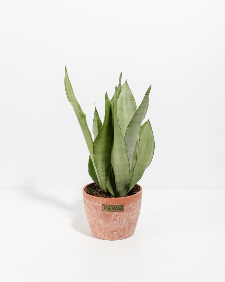 6-inch Sansevieria Moonshine Snake Plant with silvery-green upright leaves in terracotta chai-colored pot with Lively Root label