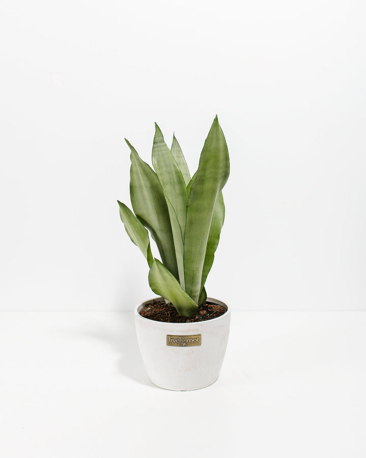 6-inch Sansevieria Moonshine Snake Plant with upright silvery-green leaves in white ceramic pot with Lively Root label on white background