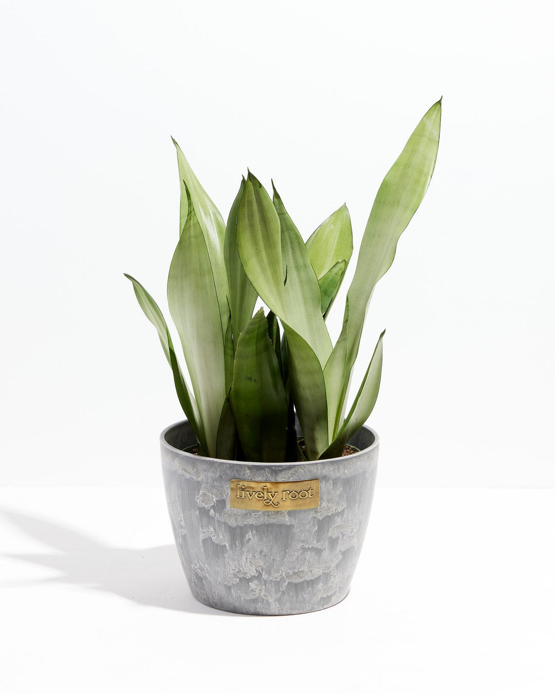 Sansevieria Moonshine